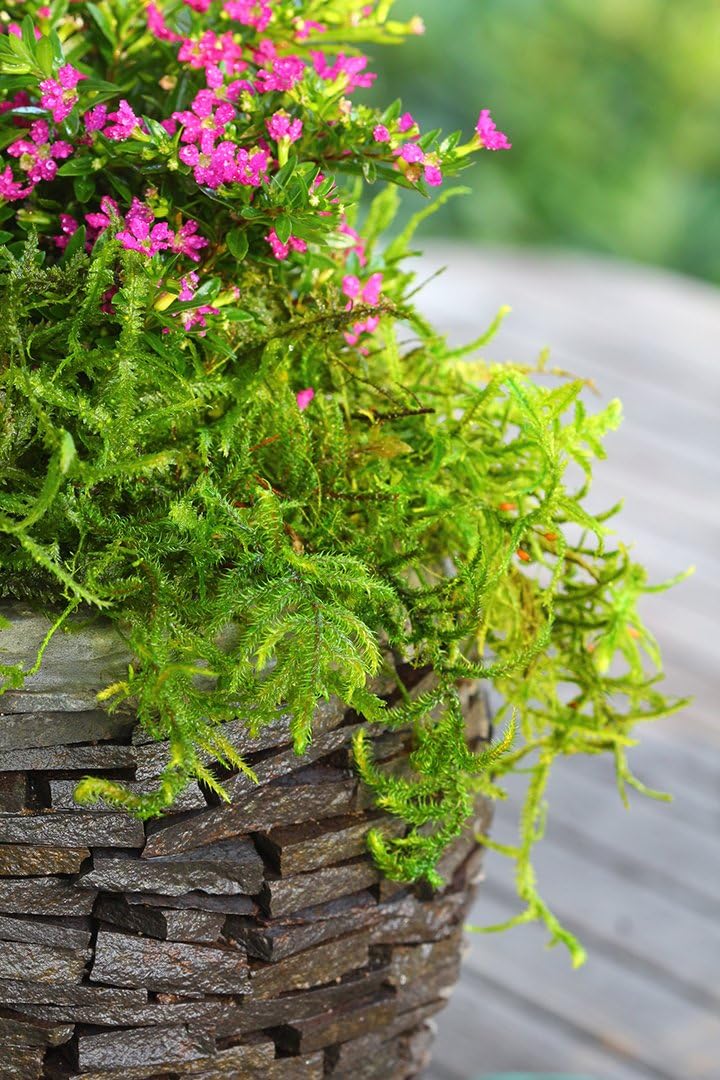 Super Moss Forest Preserved Fresh Green Moss - 8oz - Image 5